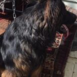 سگ نر ژرمن مو بلند یکساله بسیار باهوش و زیبا
