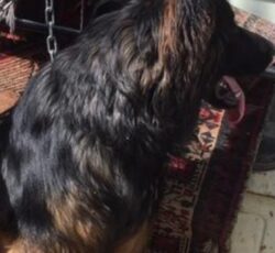 سگ نر ژرمن مو بلند یکساله بسیار باهوش و زیبا
