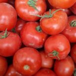 گوجه فرنگی برای آبگیری