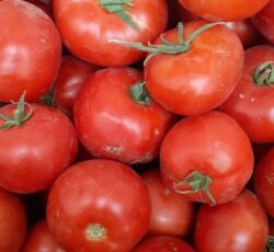 گوجه فرنگی برای آبگیری