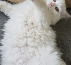 گربه ماده ۴ماهه پرشین پاراخ سفید