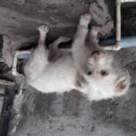 سگ پاکوتا نژاد تریر یک ساله نر معاوضه ۸۰۰