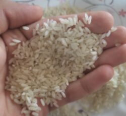 برنج درجه یک لنجان