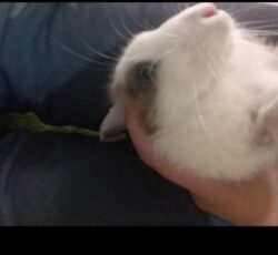 خرگوش لوپ جرسی