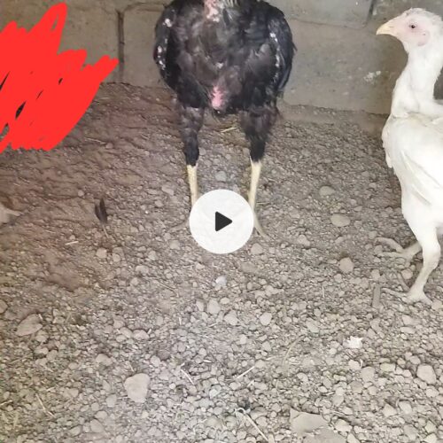 خروس ومرغ لاری