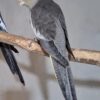 عروس هلندی 3 ماهه