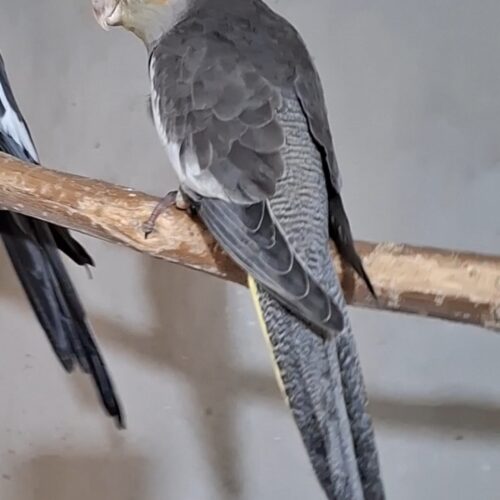 عروس هلندی 3 ماهه