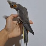 عروس هلندی 3 ماهه