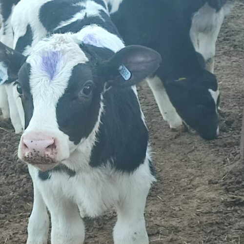 فروش گوساله هلشتاین