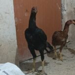 خروس و مرغ لاری ویک عدد محلی