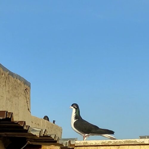 خوشرنگ سیاه