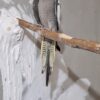 عروس هلندی 3 ماهه