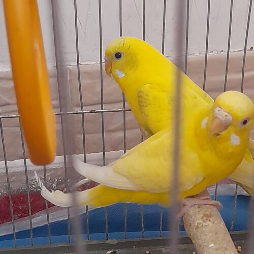 پرنده