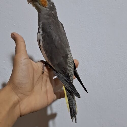عروس هلندی 3 ماهه
