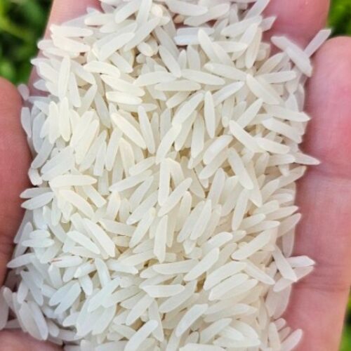 برنج و چلتوک طارم