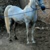 سیلمی کورد خالص