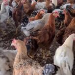 فروش نیمچه مرغ و خروس اصلاح نژاد شده گلپایگانی