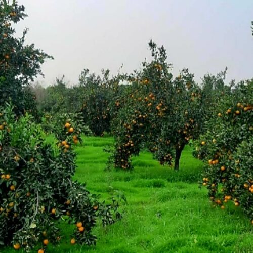 فروش پرتغال