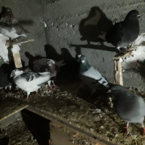 کفتر دورگ
