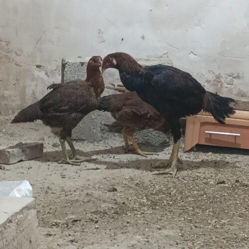 خروس و مرغ لاری ویک عدد محلی