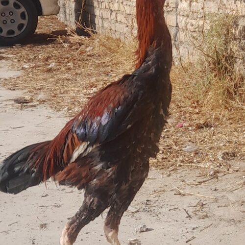 مرغ لاری