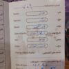 سگ نژاد پامر اشپیتز فنجونی