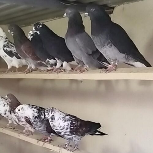 کبوتر کفتر کارنامه دار گرویی عطیقه گنجه بر