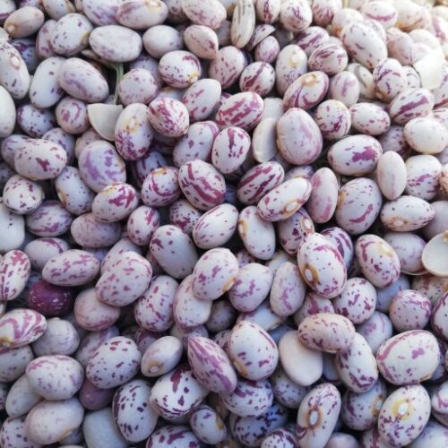 لوبیا چیتی و قرمز بزرگ