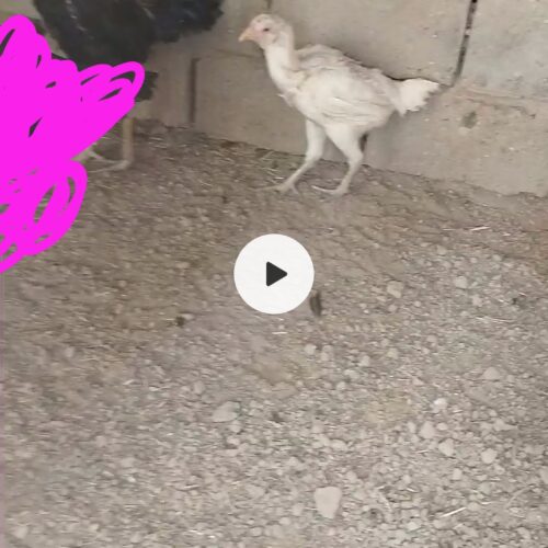 خروس ومرغ لاری