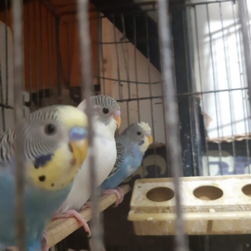 مرغ عشق بالغ نر 4 ماهه