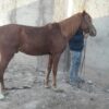 اسب سواری نژاد دار دو خون