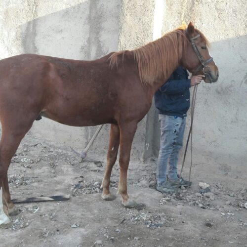 اسب سواری نژاد دار دو خون