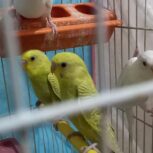 مرغ عشق قناری فنج عروس هلندی کفتر