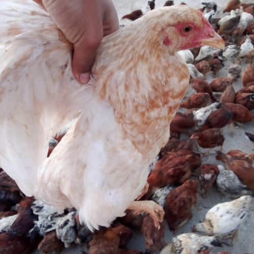 جوجه خروس و مرغ محلی