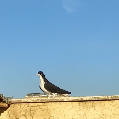 خوشرنگ سیاه