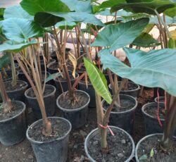 گل بابا آدم تنه قرمز