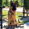 فروش سگ گارد و نگهبان توله و بالغ حرفه ای و اصیل