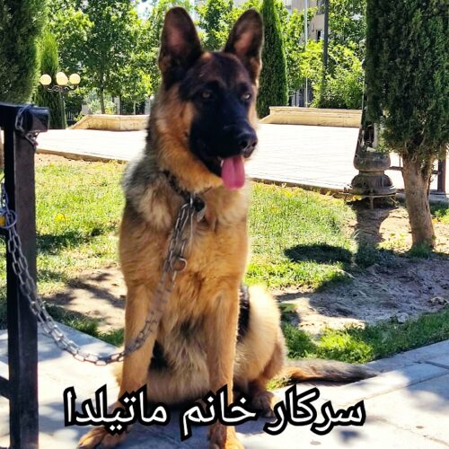 فروش سگ گارد و نگهبان توله و بالغ حرفه ای و اصیل