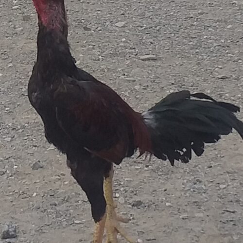 دوعددخروس اصیل