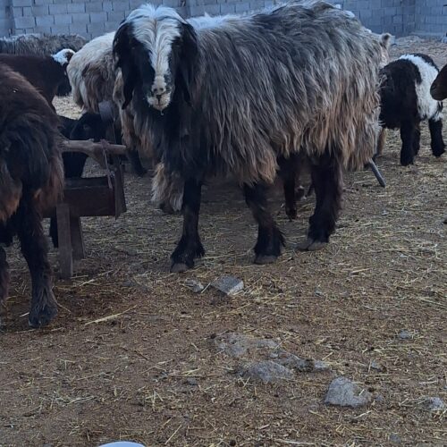 قوچ بختیاری