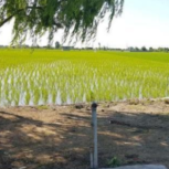 اجاره زمین کشاورزی درآمل حسن آباد 5000متریکساله