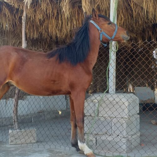 اسب درشور تاییده دار