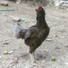 مرغ خروس لاری اصل