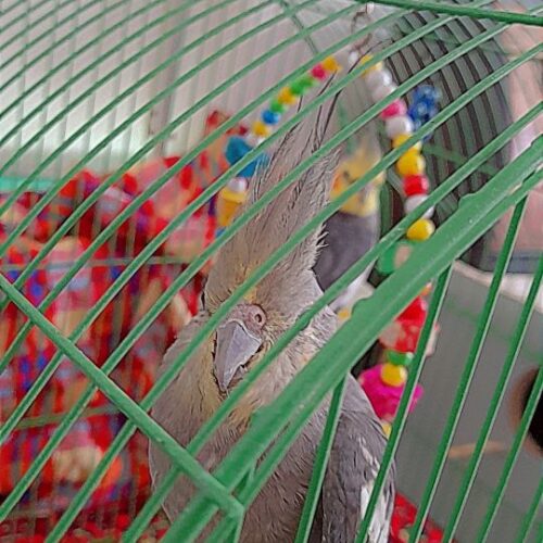 عروس هلندی جفت آماده جفت گیری