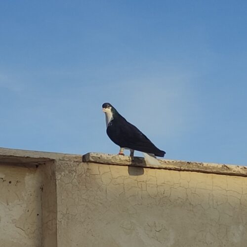 خوشرنگ سیاه