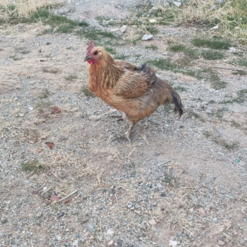 خروس و مرغ لاری ویک عدد محلی