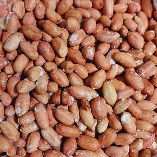 بادام زمینی تازه