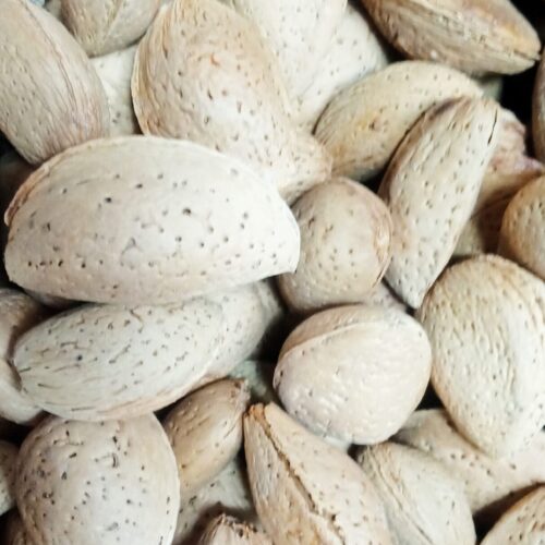 فروش بادام درختی