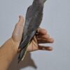 عروس هلندی 3 ماهه