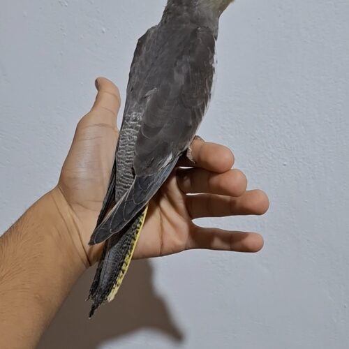 عروس هلندی 3 ماهه